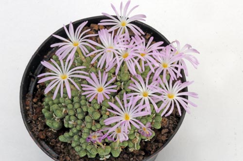 Conophytum tuntillum ssp elnkokevence SSB 1191 img_04599