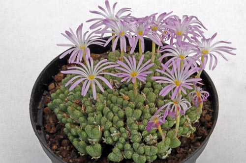 Conophytum tuntillum ssp elnkokevence SSB 1191 img_04600