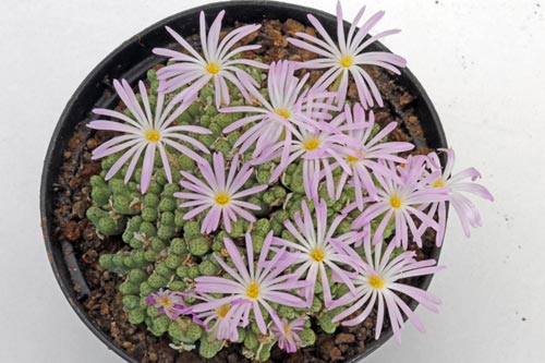 Conophytum tuntillum ssp elnkokevence SSB 1191 img_04602