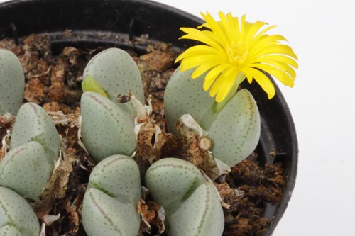 Conophytum taylorianum ssp ernianum img_04619