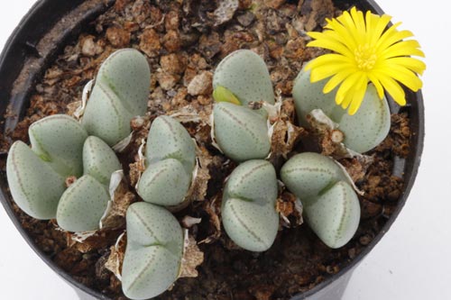 Conophytum taylorianum ssp ernianum img_04624