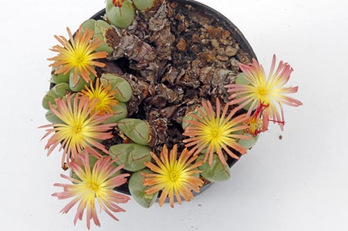 Conophytum violaciflorum RR1108 img_04631
