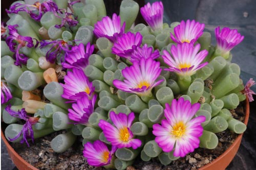 Frithia pulchra img_04466