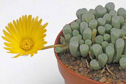 Fenestraria aurantiaca img_05825