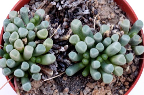 Fenestraria aurantiaca img_07312