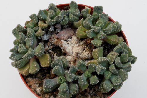 Aloinopsis lodenykii img_07320