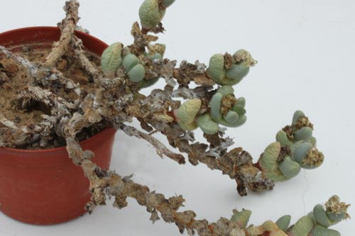 Juttadinteria deserticola img_07351