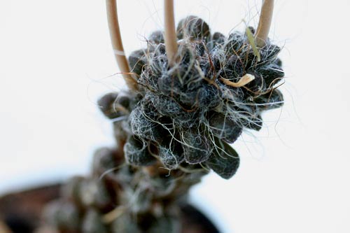 Anacampseros albidiflora imga_01590