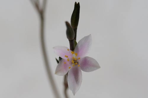 Anacampseros albidiflora img_01594