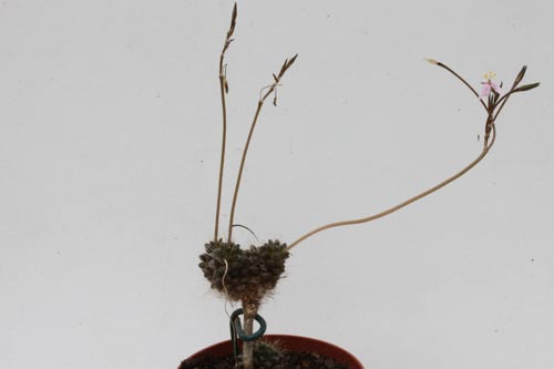 Anacampseros albidiflora img_04825