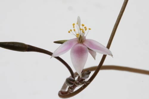 Anacampseros albidiflora img_04828