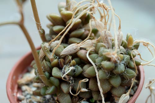 Anacampseros vanthielii img_00746