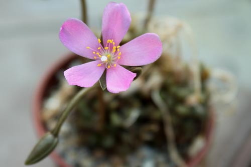 Anacampseros vanthielii img_00747