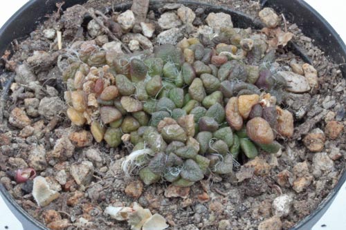 Anacampseros vanthielii img_07474