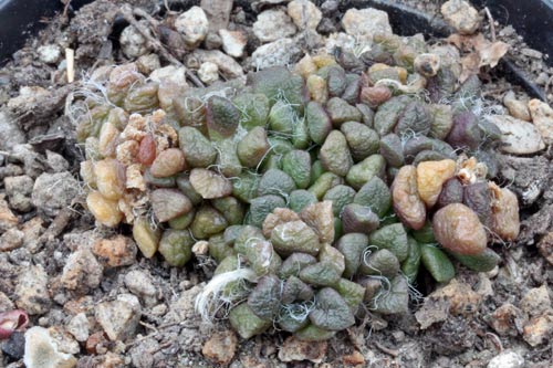 Anacampseros vanthielii img_07475