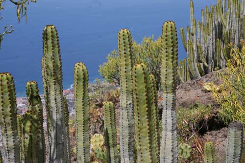 img_0194 Euphorbia canariensis