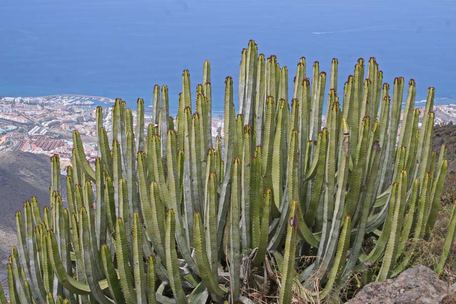 img_0197 Euphorbia canariensis