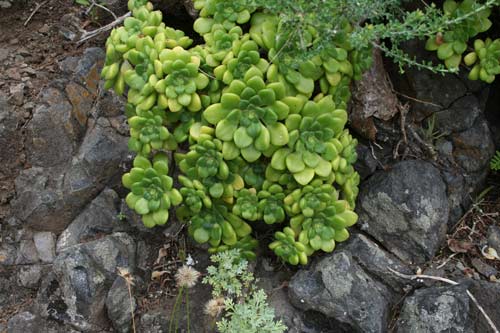 img_0567 Aeonium lindleyi