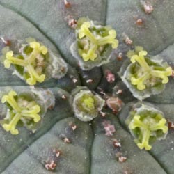 img_0910 E symmetrica