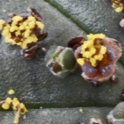 img_0914 E symmetrica