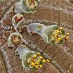 img_0916 E symmetrica