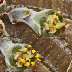 img_0917 E symmetrica