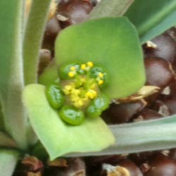 img_1799a E bupleurifolia