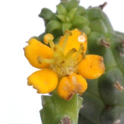 img_6133 E inermis v. huttonae