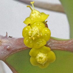 img_6154 E grandicornis