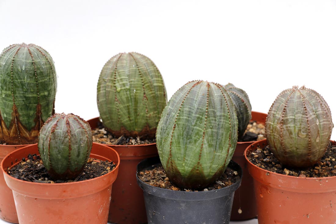 Euphorbia obesa img_06236