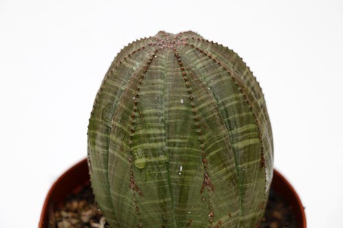 Euphorbia obesa img_06241