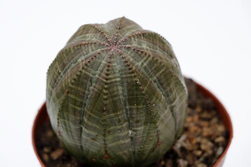 Euphorbia obesa img_06242