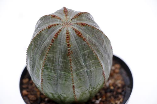 Euphorbia obesa img_06244