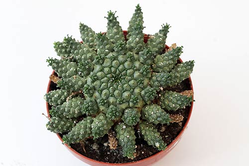 Euphorbia atroviridis img_05931