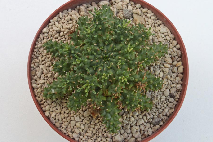 Euphorbia atroviridis img_06212