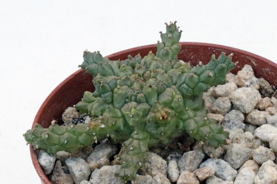 Euphorbia brevirama img_06281