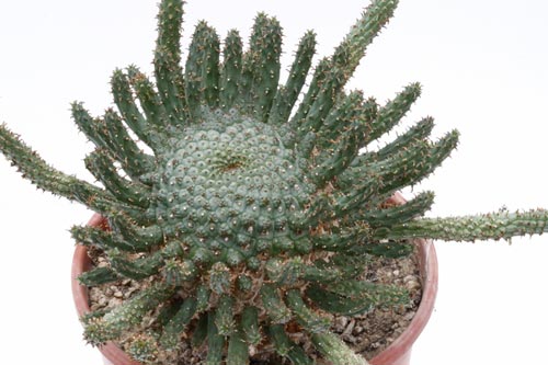 Euphorbia fusca img_06266