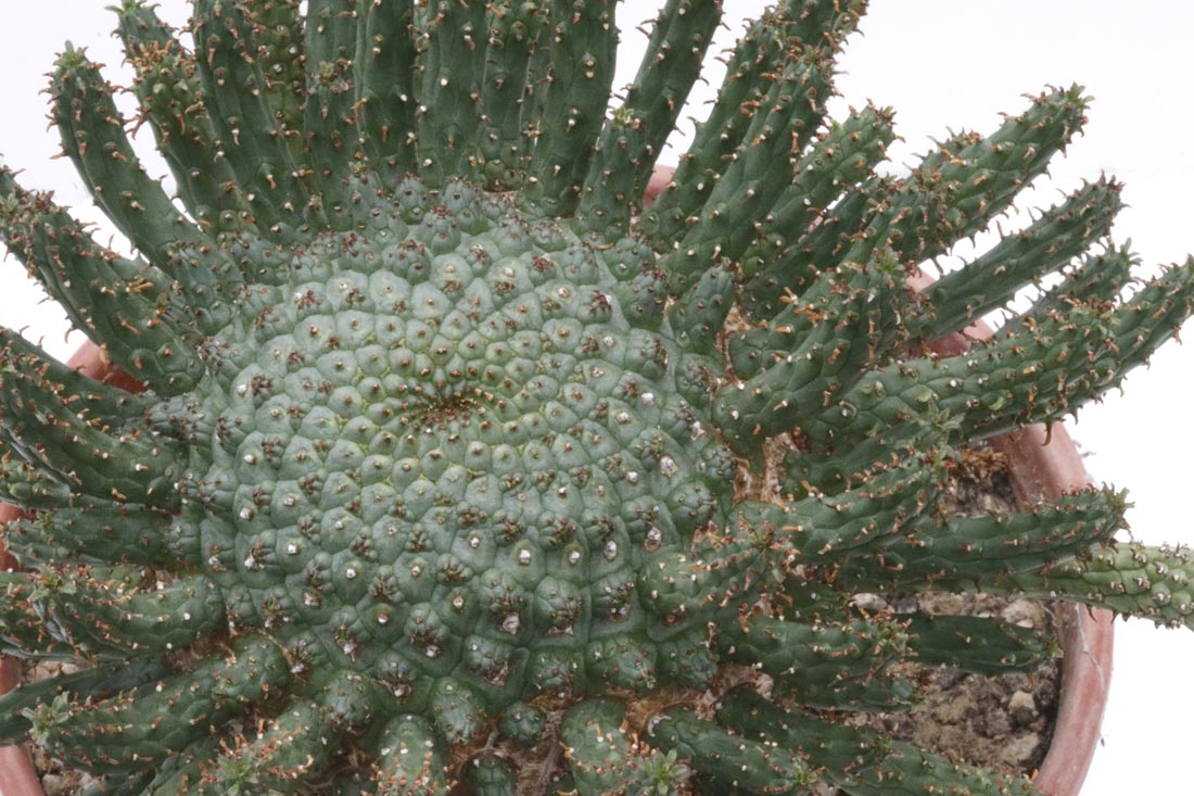 Euphorbia fusca img_06267