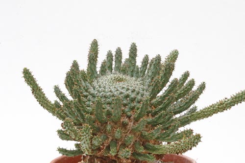 Euphorbia fusca img_06270