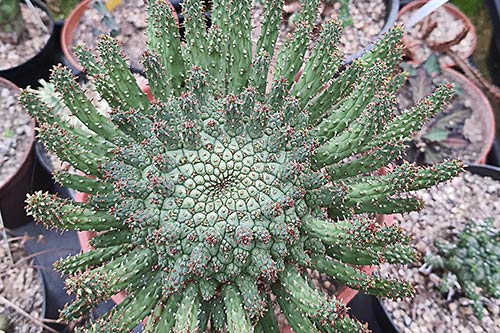 Euphorbia fusca s163659
