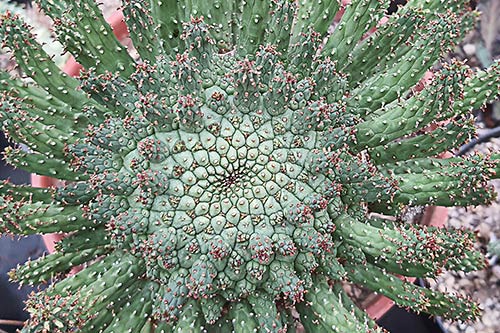 Euphorbia fusca s163709