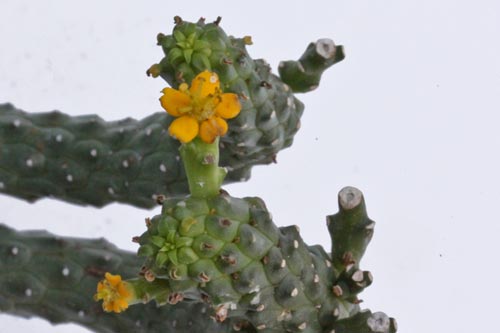 Euphorbia inermis v. huttoniae img_06123