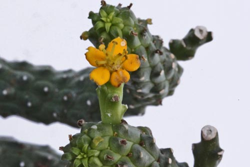 Euphorbia inermis v. huttoniae img_06125