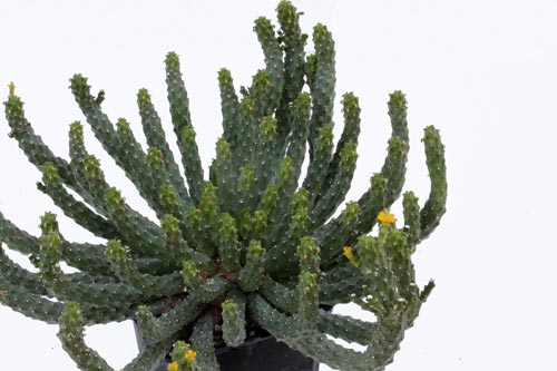 Euphorbia inermis v. huttoniae img_06129