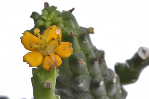 Euphorbia inermis v. huttoniae img_06133