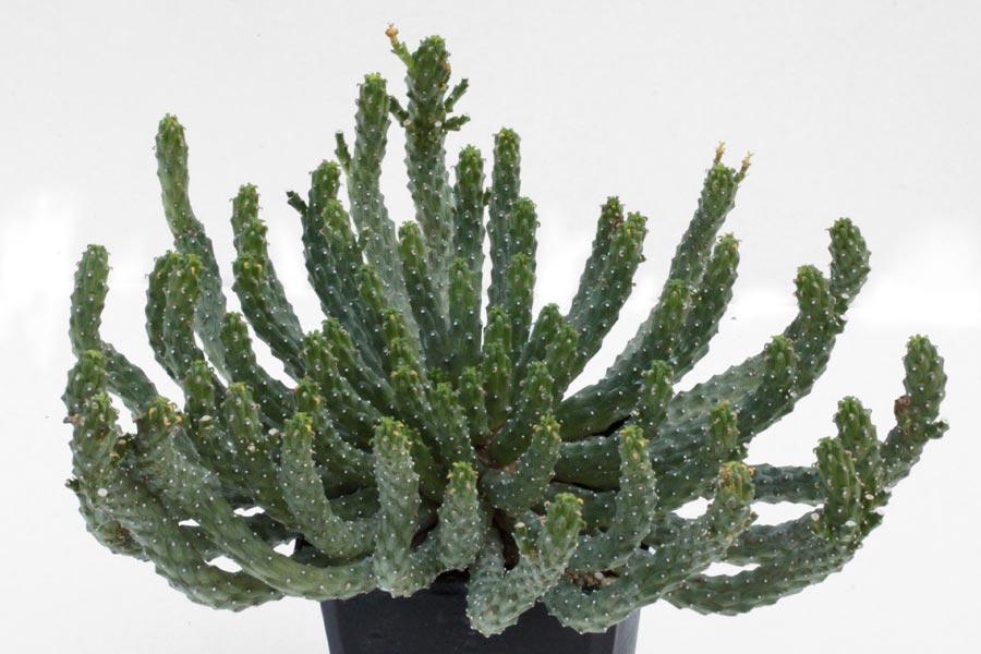 Euphorbia inermis v. huttoniae img_06266