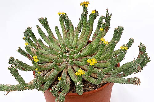 Euphorbia inermis v. huttoniae img_08602s