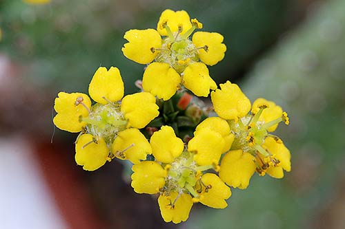 Euphorbia inermis v. huttoniae img_08650s