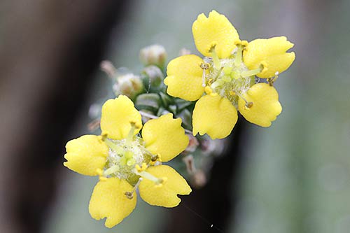 Euphorbia inermis v. huttoniae img_08658