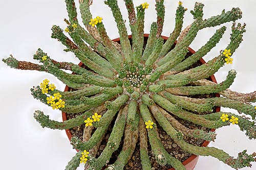 Euphorbia inermis v. huttoniae img_08660s